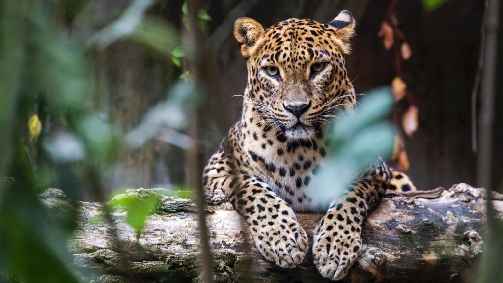 The Leopard Experience: Safari Adventures in Yala National Park